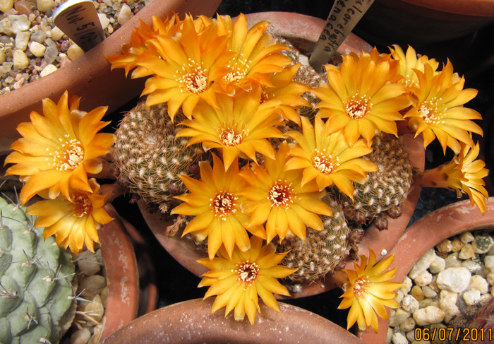 Sulcorebutia arenacea